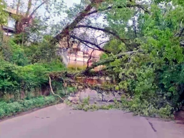 В Сочи упало дерево, которое повредило газопровод и привело к перекрытию движения