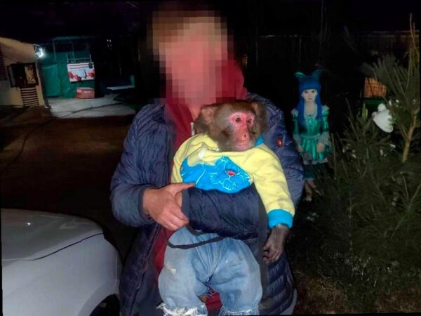 Сочи готовится к избавлению от фотографов-живодеров