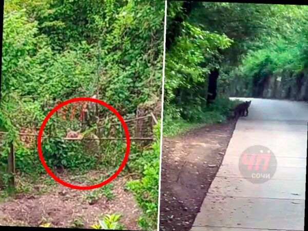 Медведица с медвежатами нашла уединенное место в селе Верхний Юрт