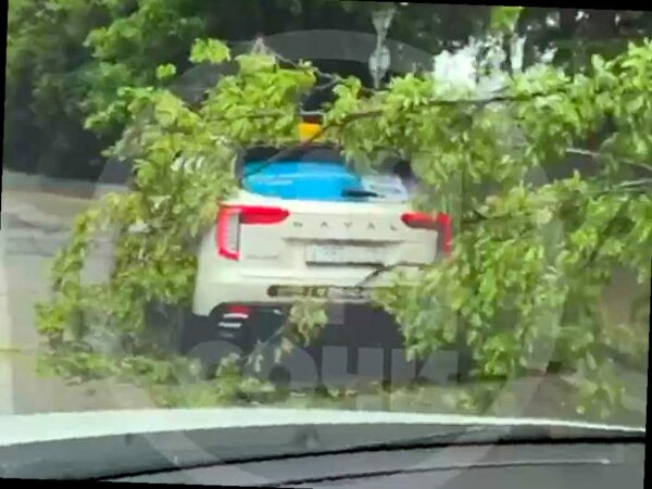 В Сочи дерево упало на проезжающий автомобиль