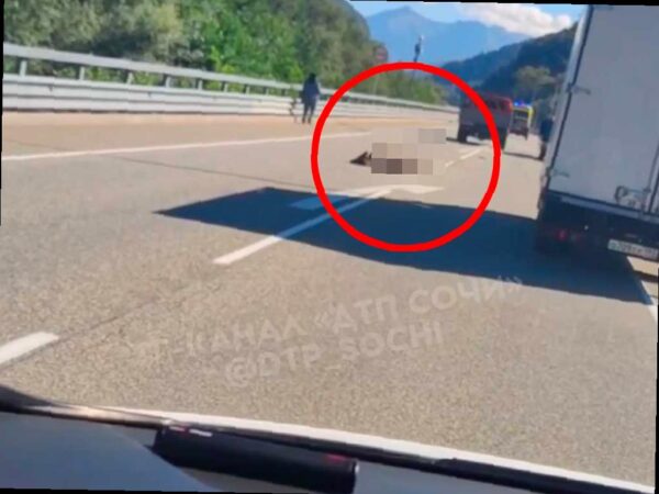 Штраф водителю за сбитого медвежонка на трассе в Сочи