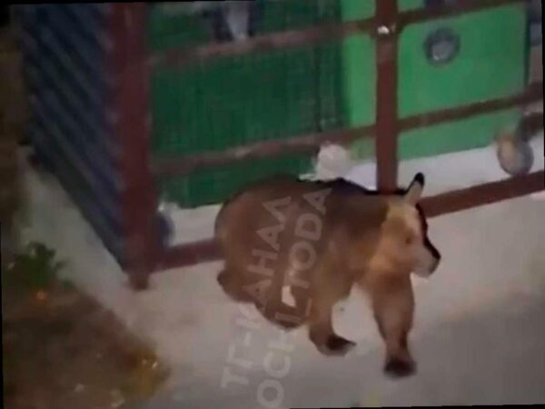 В Красной Поляне медведица напугала прохожего