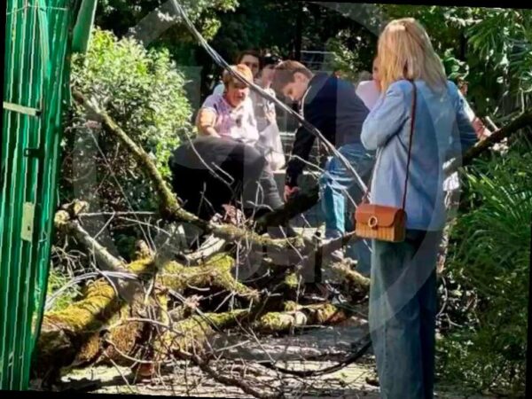 Женщина в Сочи чуть не пострадала от падающего дерева