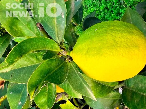 В Сочи обнаружена крупнейшая вспышка средиземноморской плодовой мухи за последние годы