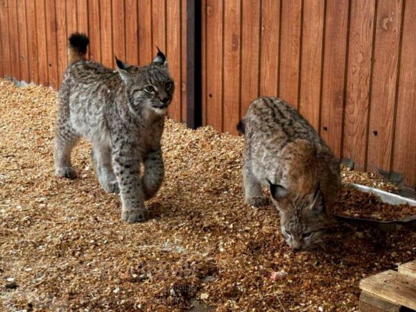 В вольерном комплексе «Лаура» Кавказского заповедника теперь живут два очаровательных рыся. Маленькие красавцы уже несколько месяцев приспосабливаются к новому дому и стали настоящими любимцами сотрудников.