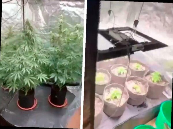 В Сочи задержан приезжий, который выращивал коноплю в квартире