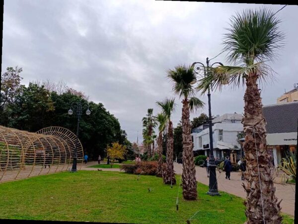 Готовим пальмы и экзотические растения к зиме в Сочи