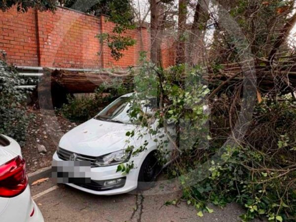 В Сочи кипарис упал на автомобиль