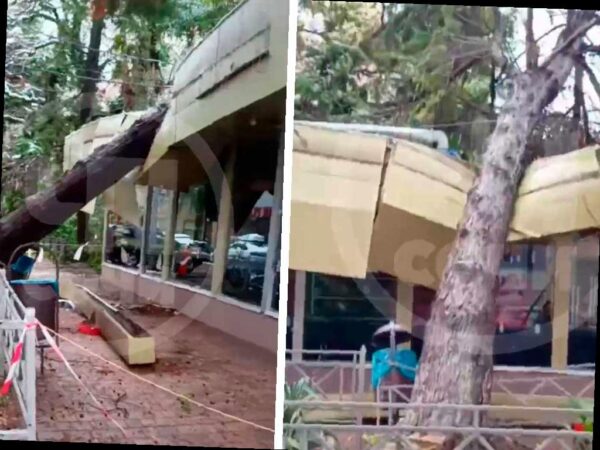 Более 430 деревьев упало в Сочи из-за непогоды