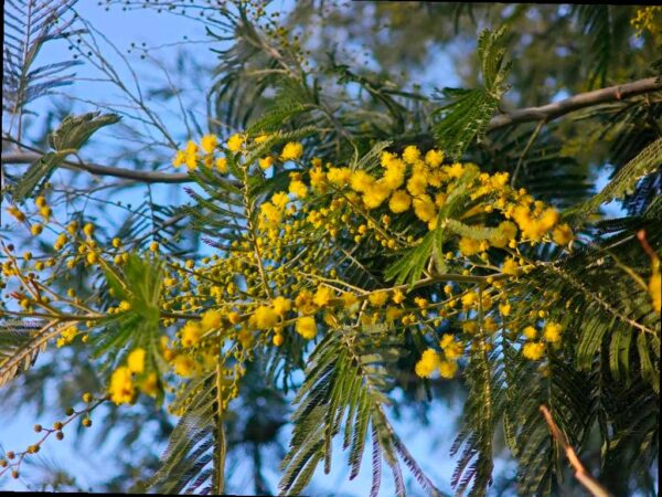 В парке «Дендрарий» в Сочи расцветает мимоза