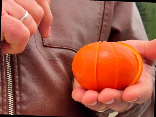 В Абхазии появился новый вид цитрусовых — миннеола