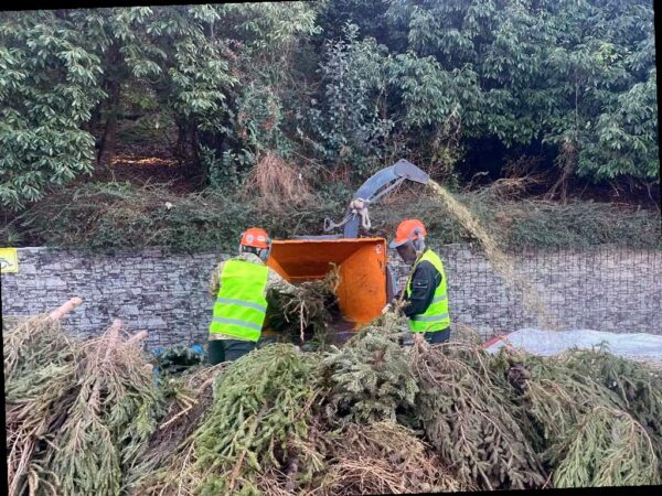 Сочинцы могут сдать новогодние елки в переработку