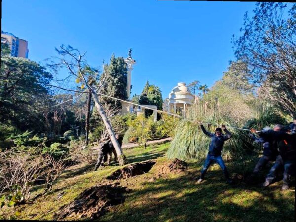 В Сочинском Дендрарии спасли уникальную гималайскую сосну