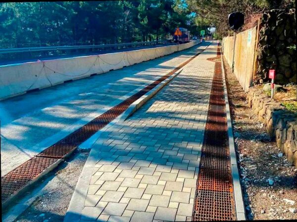 На трассе «Джубга — Сочи» посадили 273 реликтовых дерева