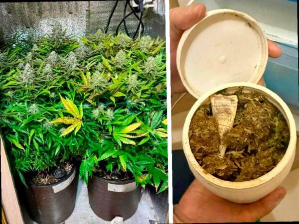 В Сочи задержан житель, который выращивал наркотики в своей квартире