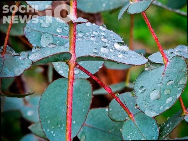Во вторник в Сочи прогнозируют сильный дождь