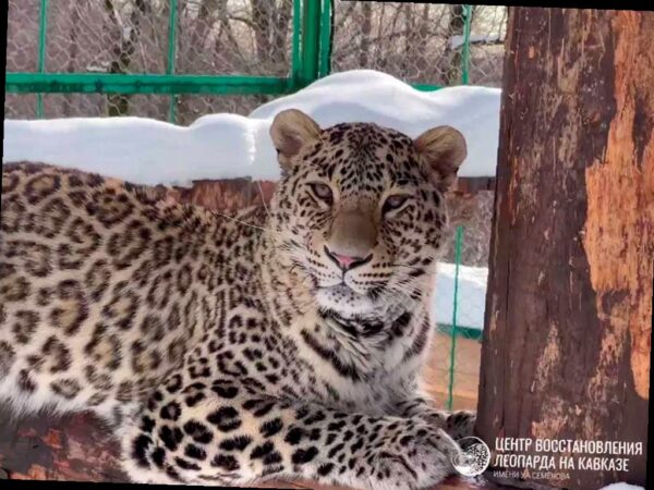 Сочинский центр восстановления леопарда станет отдельным федеральным у