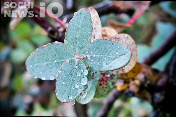 В Сочи ожидается прохладная и дождливая неделя