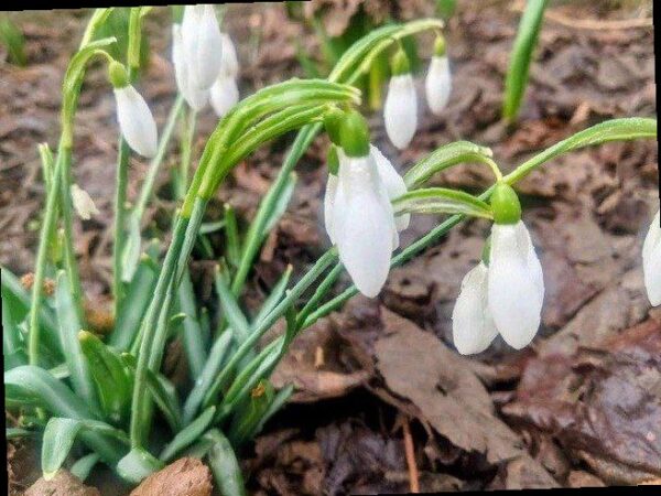 В Сочи за сбор первоцветов могут оштрафовать на сумму до миллиона рубл