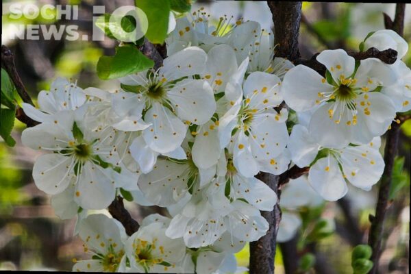 Солнце или дожди: какая погода будет в Сочи на этой неделе