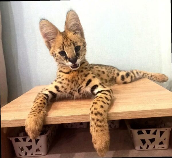 Попытка контрабанды: в Сочи пресекли вывоз редкого сервала с поддельны